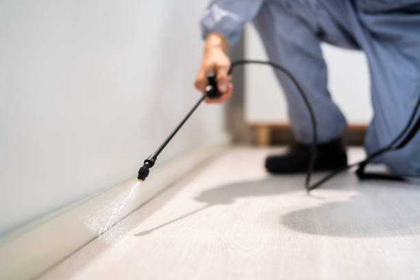 Licensed Termite Control service in Valley Falls, RI - Nex Pest Control