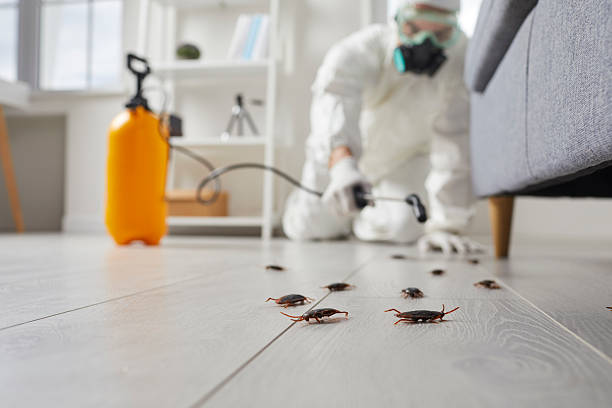 Affordable Termite Control solutions in Valley Falls, RI